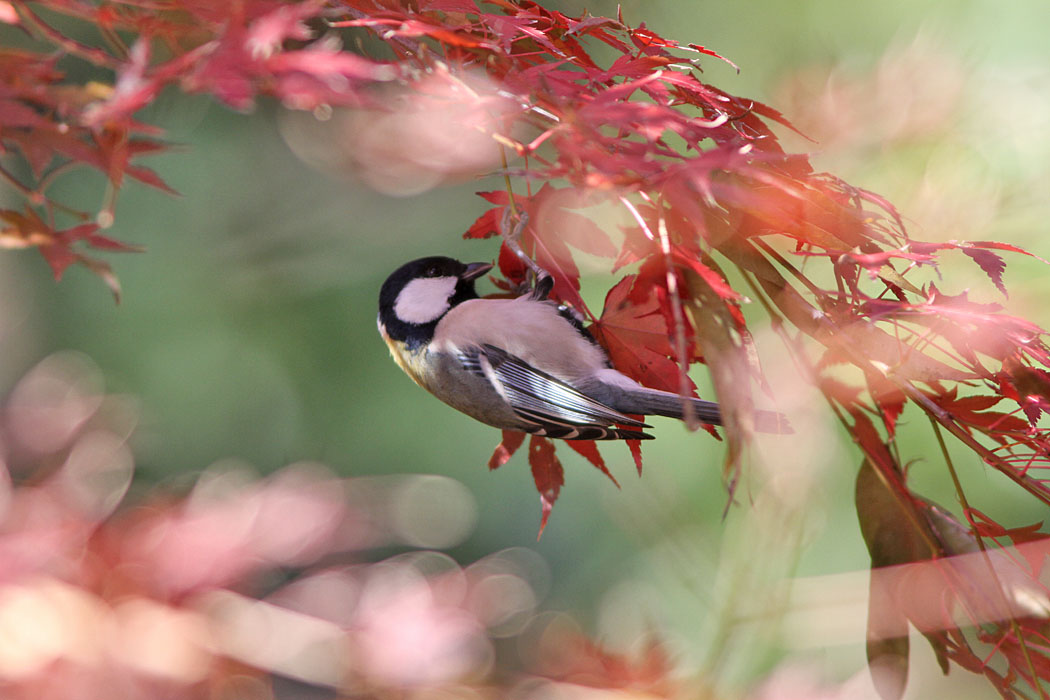 冬の大和市泉の森 少し残っている紅葉をつついているシジュウカラ　虫でもいるのかな？　そしてオナガの群は木のうろにたまった水を飲んでいました　樹液が混ざって甘いのかも